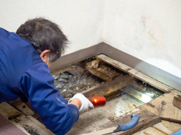 Best DIY Mold Remediation Support Services in Sonora, TX