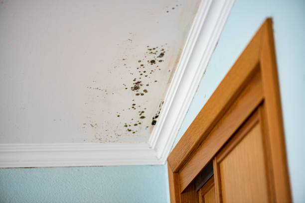 Best Attic Mold Remediation in Sonora, TX