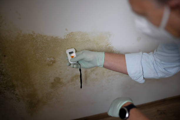 Best Commercial Mold Remediation in Sonora, TX