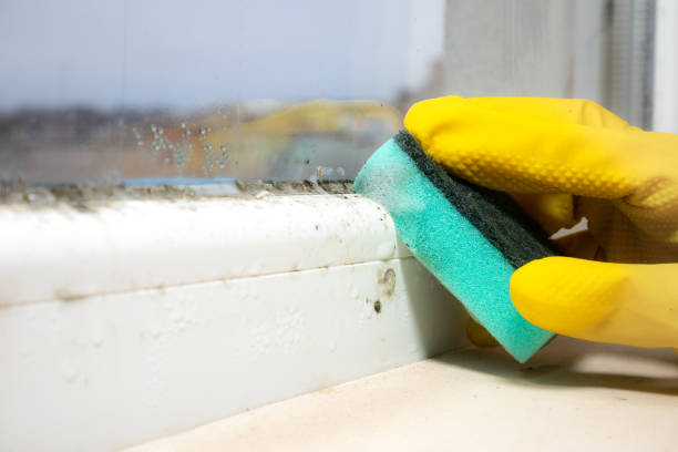 Professional Mold Remediation in Sonora, TX