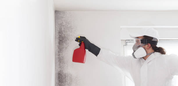 Best Health and Safety Mold Remediation in Sonora, TX