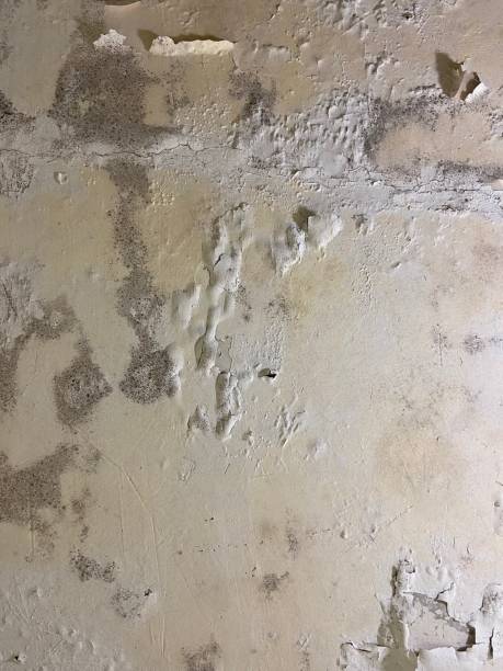 Best Attic Mold Remediation in Sonora, TX