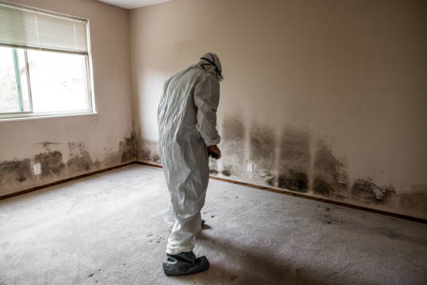 Best Industrial Mold Remediation in Sonora, TX