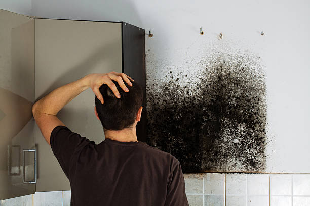 Best Basement Mold Remediation in Sonora, TX
