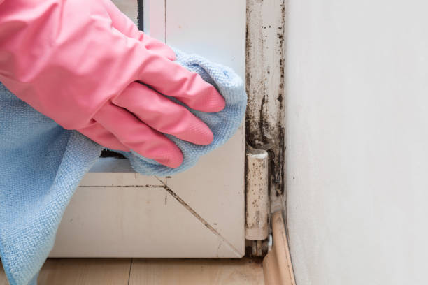 Best Black Mold Remediation in Sonora, TX