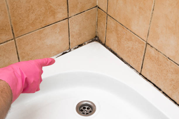 Best Preventive Mold Services in Sonora, TX